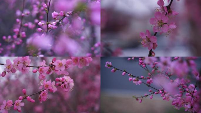 春天梅花花卉植物风景唯美大自然