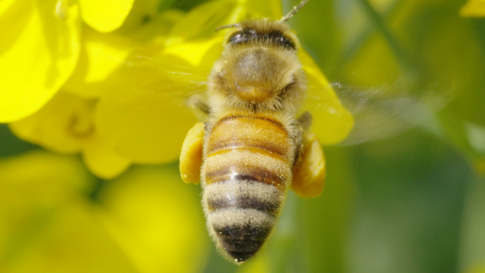 原创4k画质4倍慢放，微距蜜蜂花粉脚