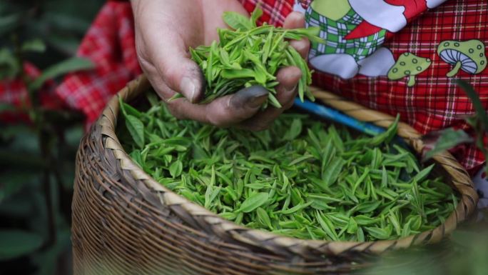 茶农采茶