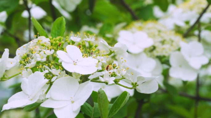 琼花、蝴蝶花、花蕊花瓣