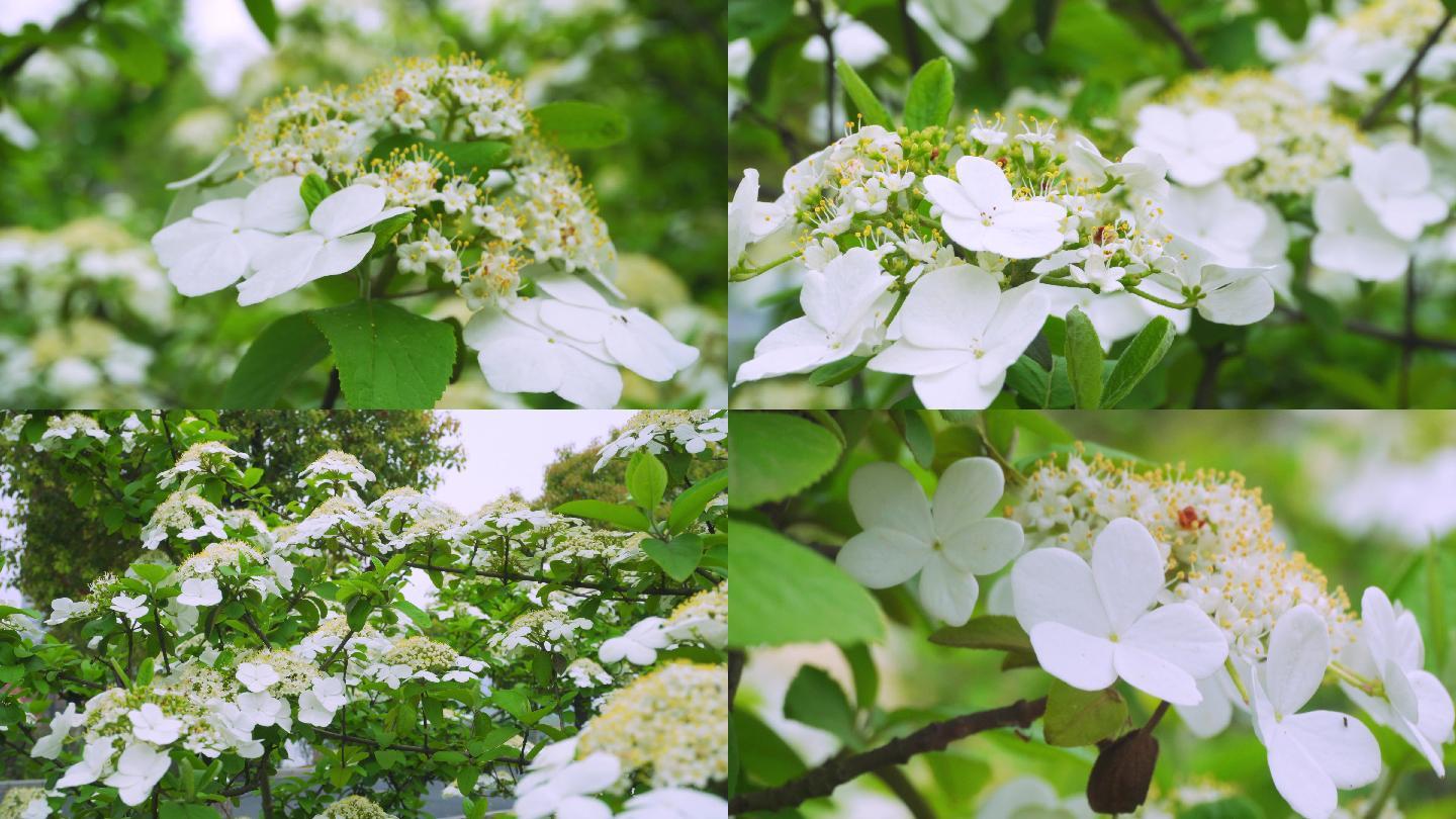 琼花、蝴蝶花、花蕊花瓣