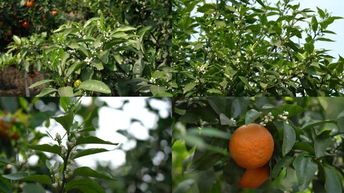 柑橘种植实拍合集