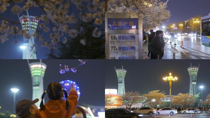 4k潍坊市府人民广场樱花人流夜景车流春天