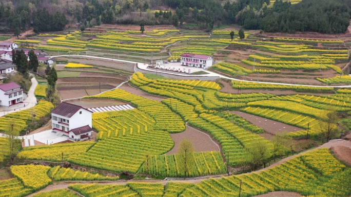 陕西汉中勉县漩水坪梯田油菜花