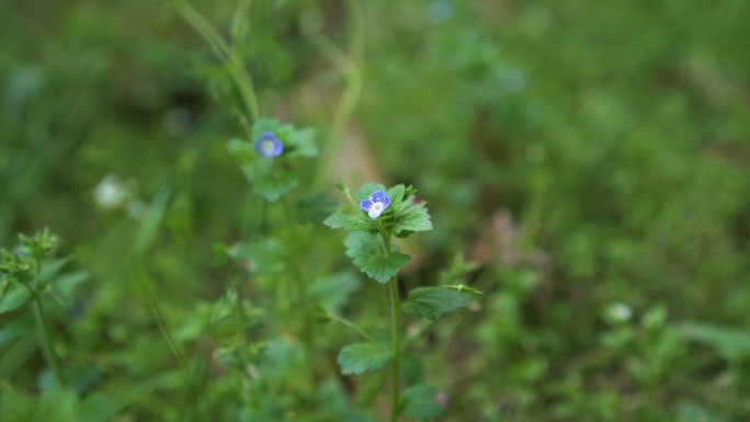 婆婆纳小蓝花