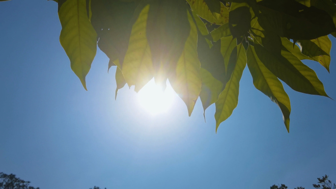 【4K60帧】阳光-绿叶-树叶-空镜