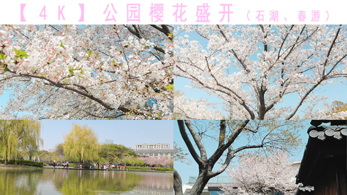 【4K】石湖公园樱花春游