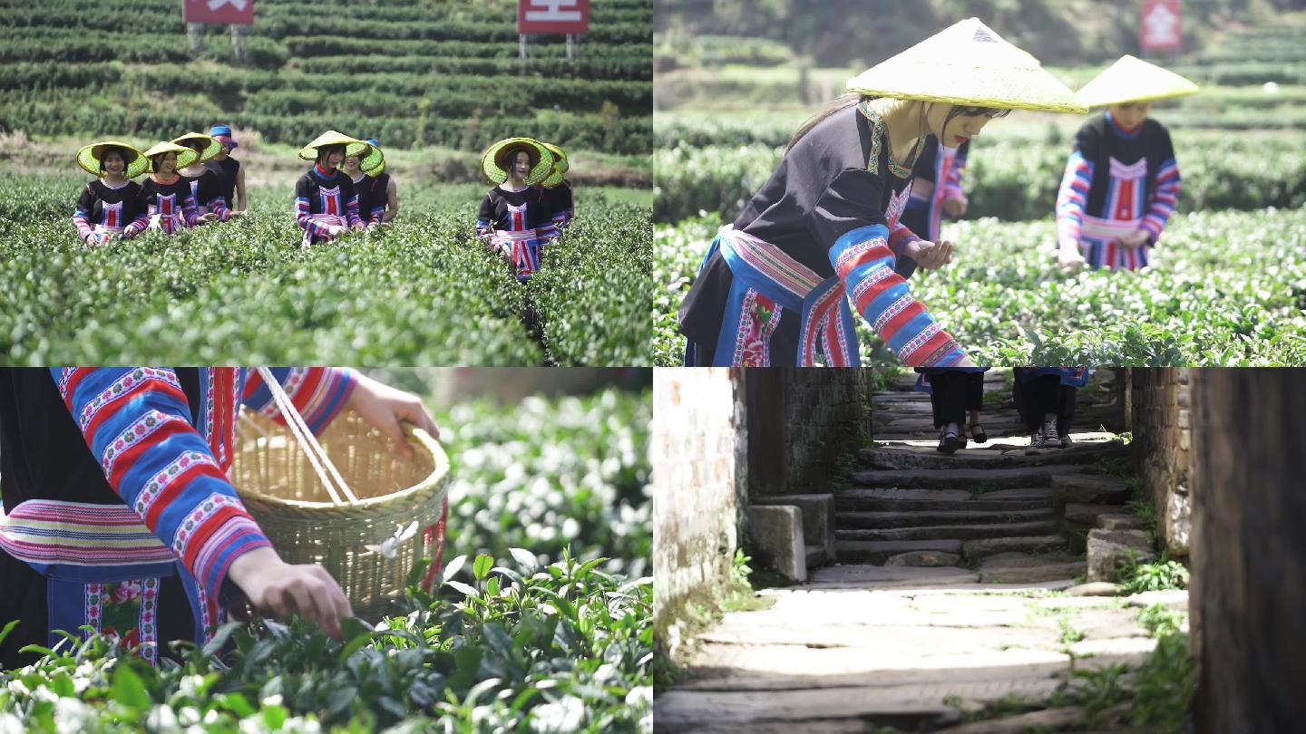 采茶摘茶茶叶基地绿茶高山茶