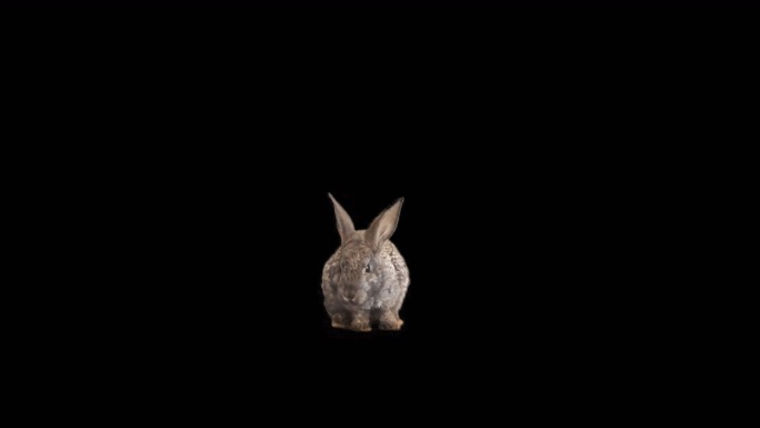 兔子动画