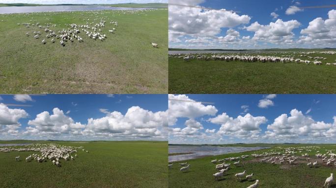 乌拉盖草原牧场羊群奔跑航拍