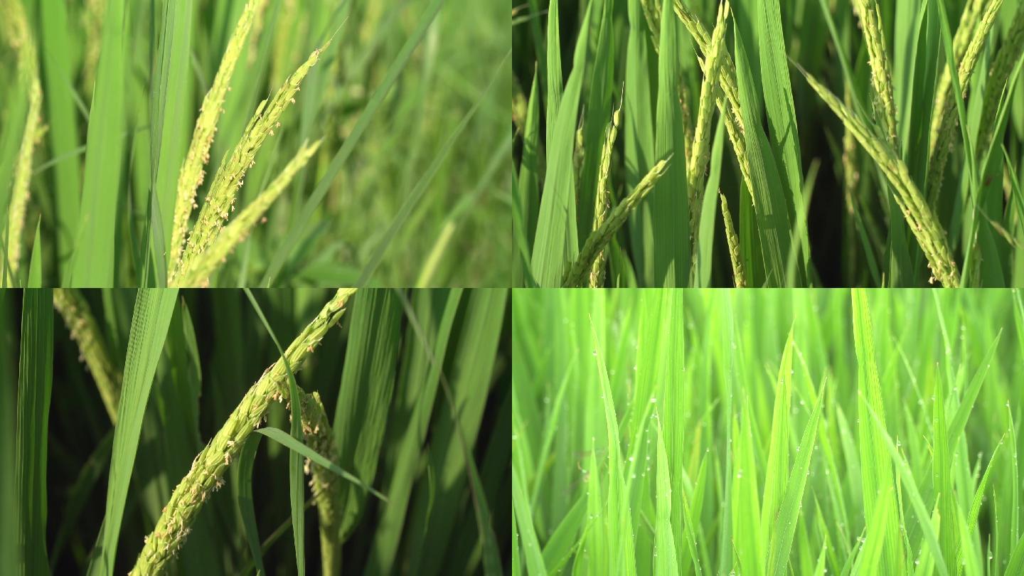 丝苗米水稻，抽穗扬花期，叶片特写