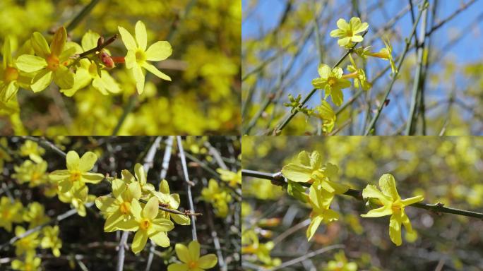 春风吹开了迎春花4K实拍