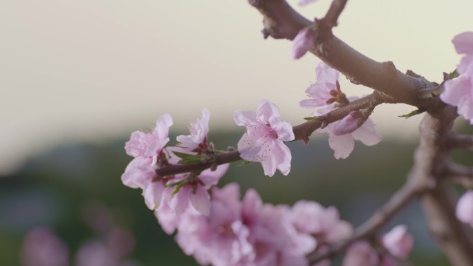 桃花春天桃树花海万亩桃园4k