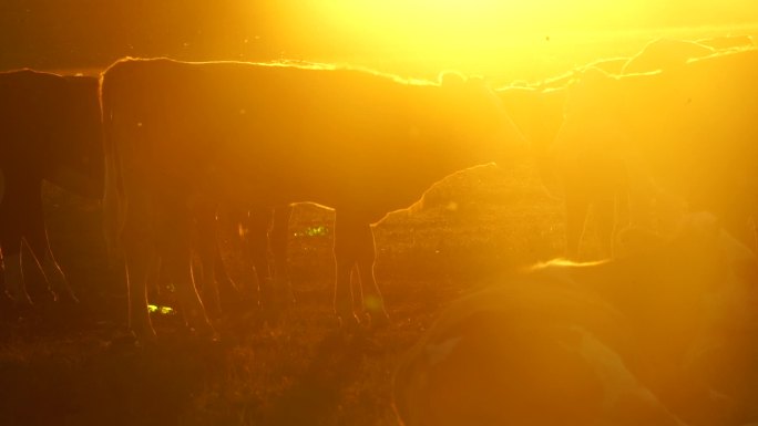 乌拉盖草原夕阳牛群