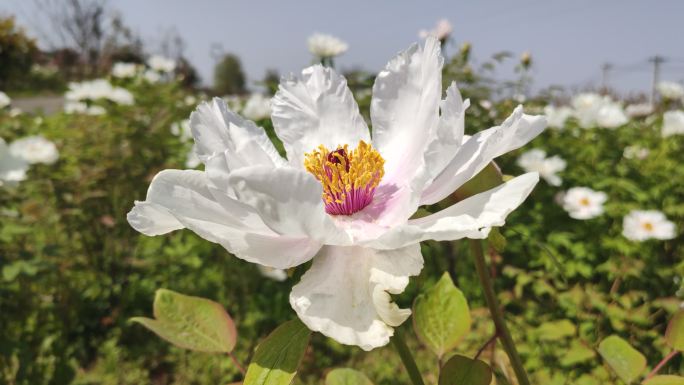 花园花田白色凤丹花