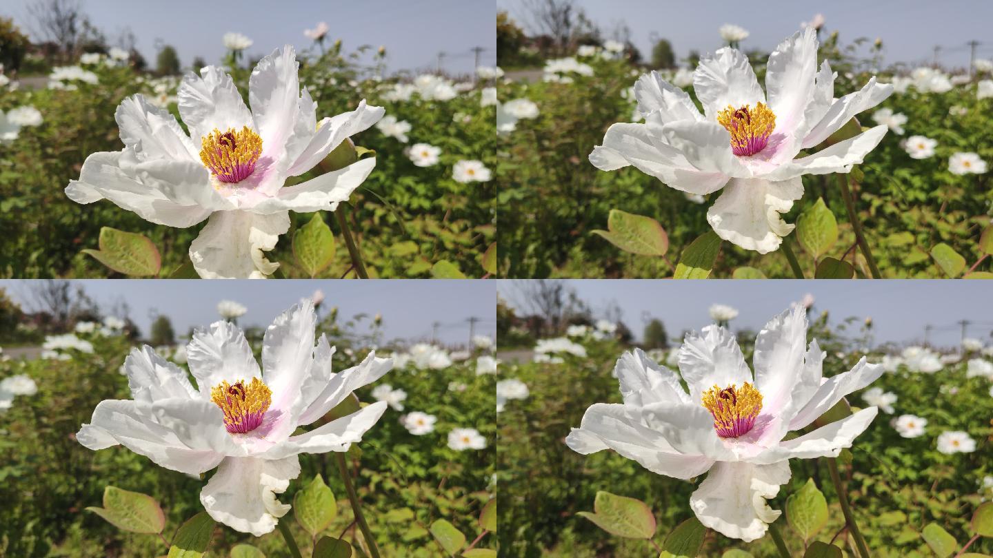 花园花田白色凤丹花