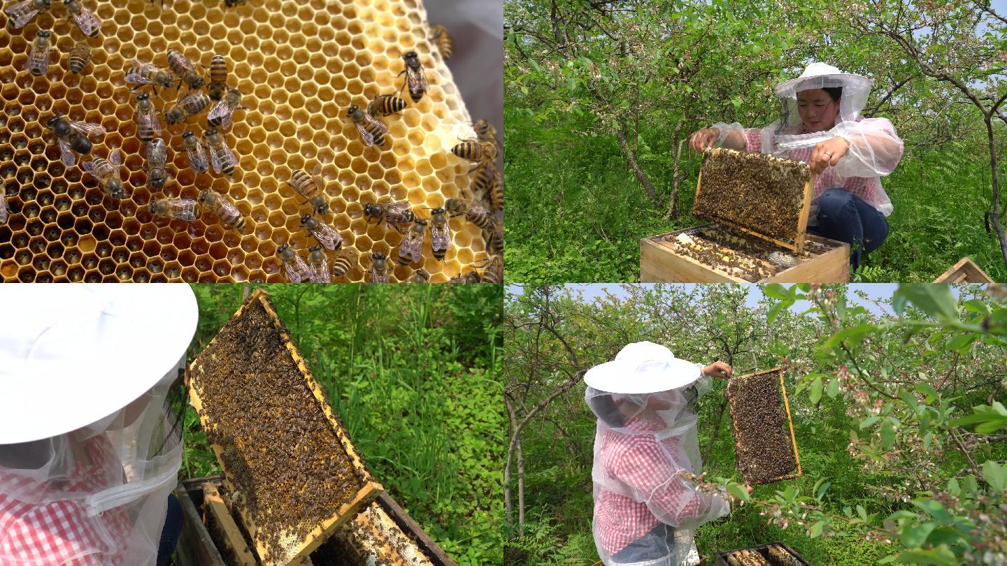 4K野外蜂农养蜜蜂