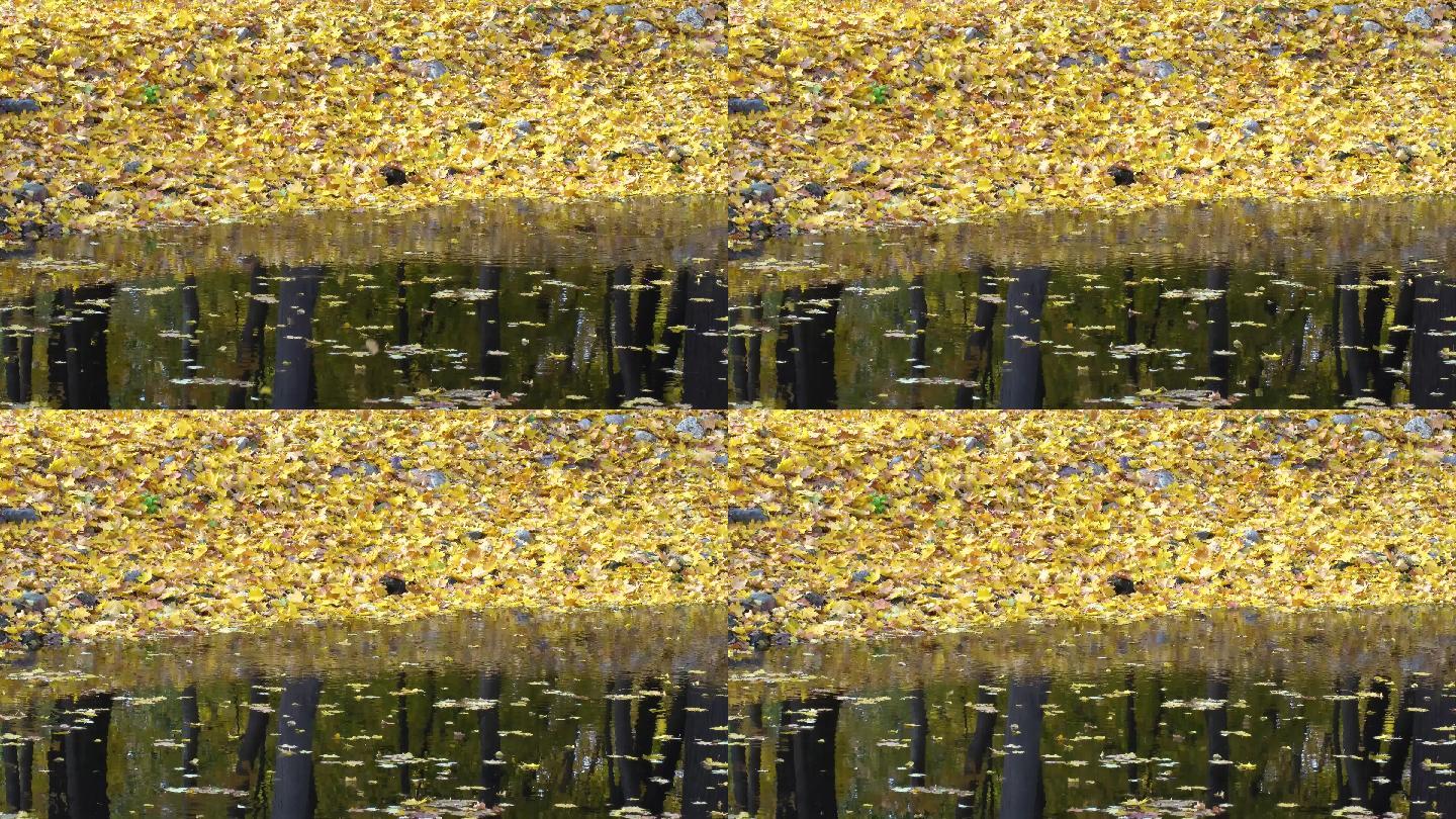 4K黄色落叶飘落水面倒影