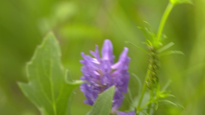 草原鲜花