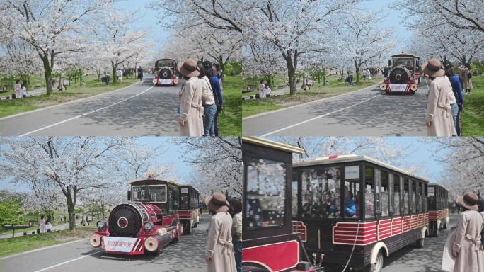 辰山植物园小火车