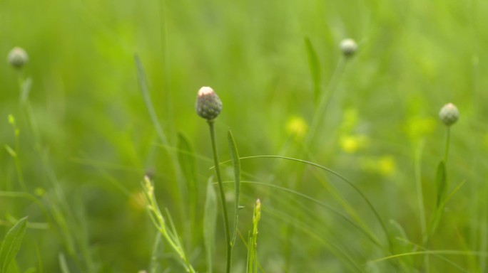 草原鲜花