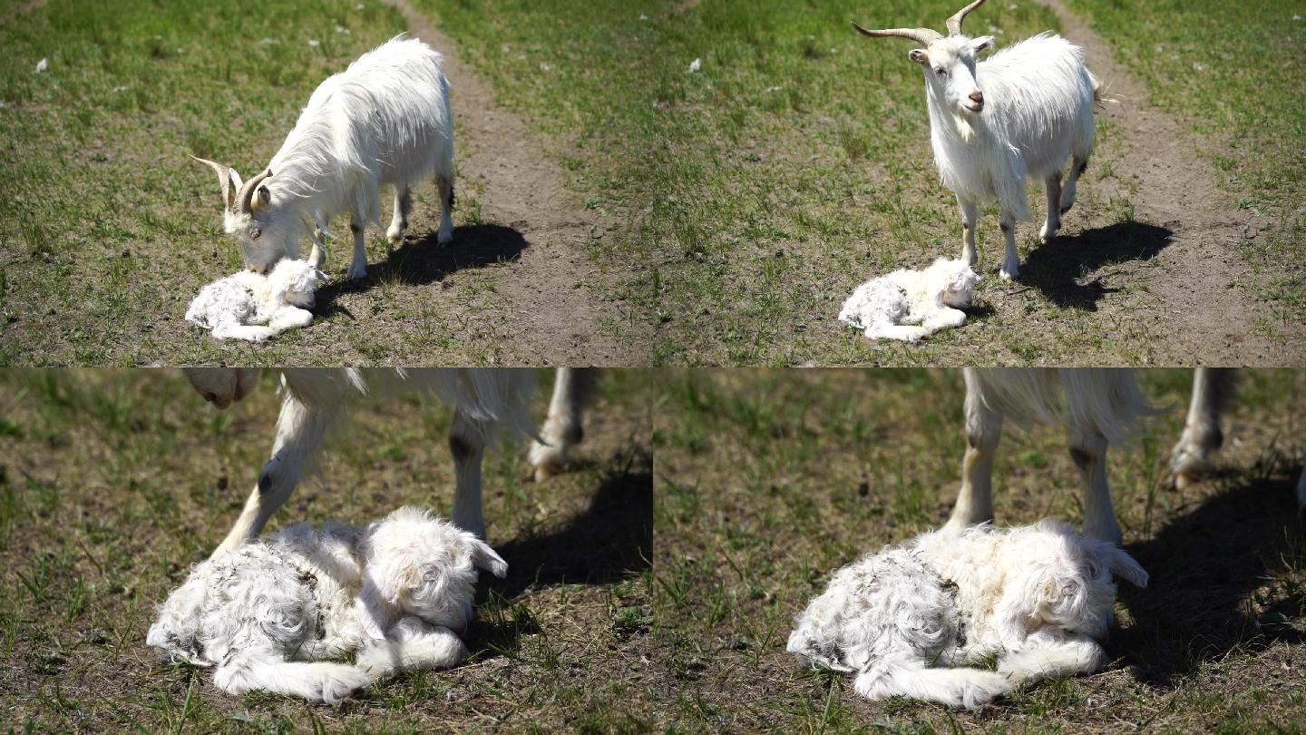 乌拉盖草原羊分娩