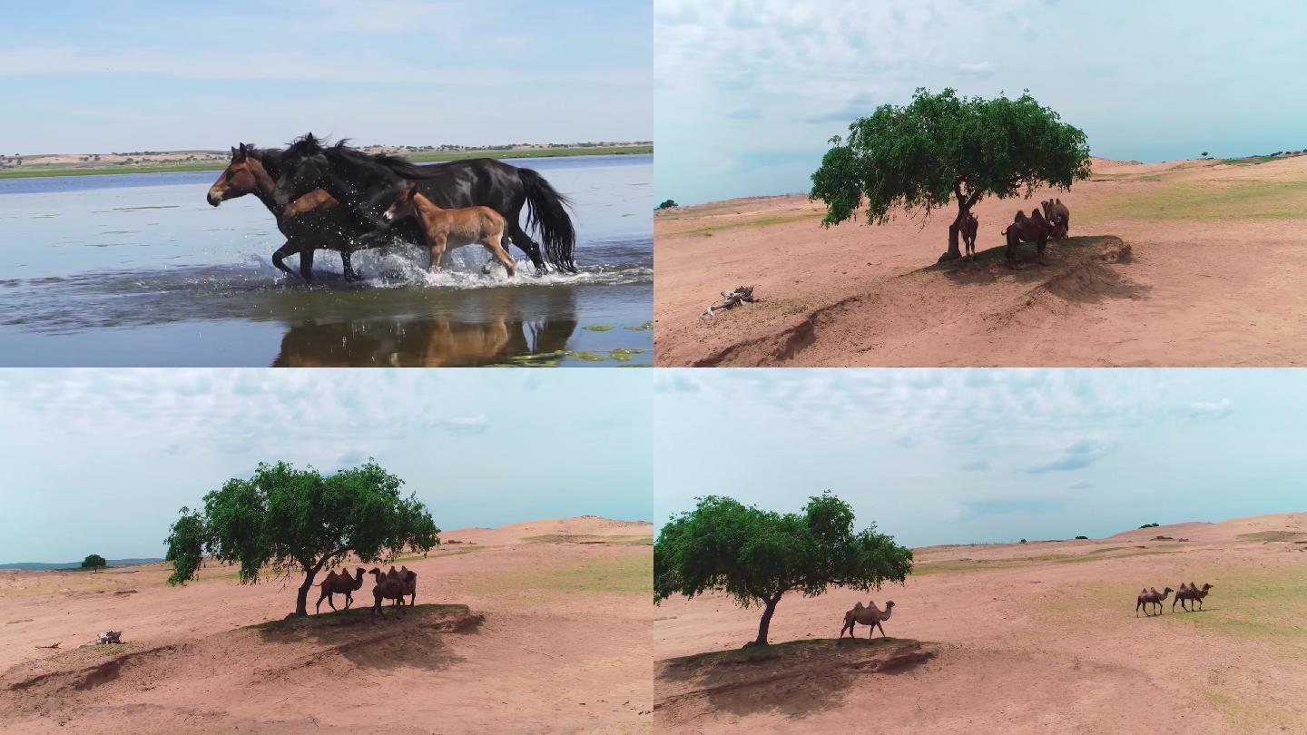 内蒙草原湖边的鸟水里的马独自的骆驼