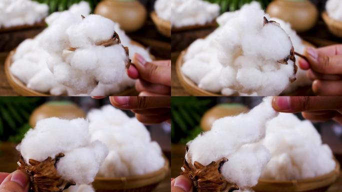 成熟的棉花
