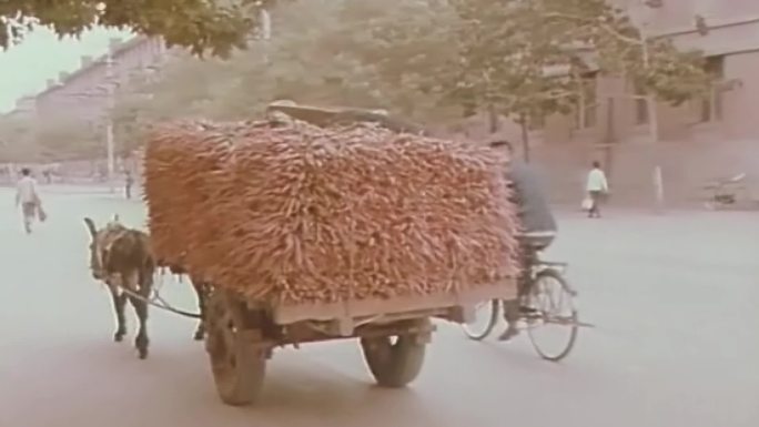 70年代毛驴车、马车牲口