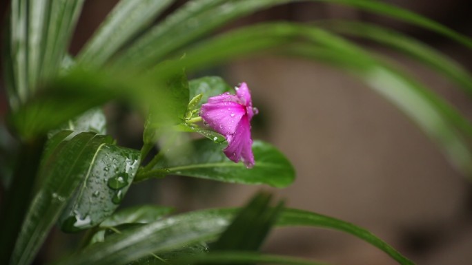 雨季的花卉