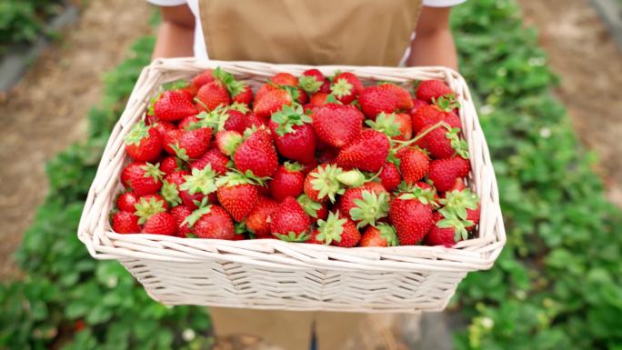 4K摘草莓草莓园捧新鲜草莓
