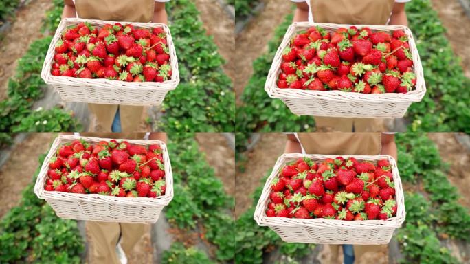4K摘草莓草莓园捧新鲜草莓