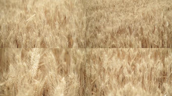 成熟期的小麦麦穗