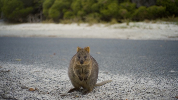 澳洲罗特尼斯岛短尾矮袋鼠