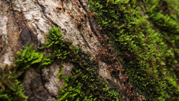 岩石苔藓蚂蚁