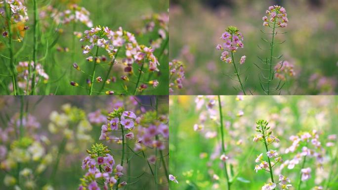 唯美春天景象抒情油菜花田