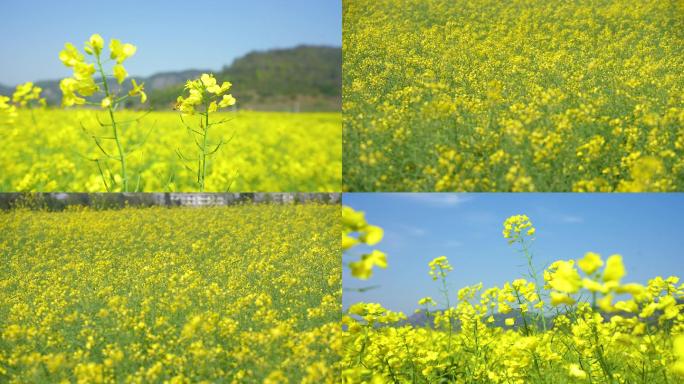 油菜花