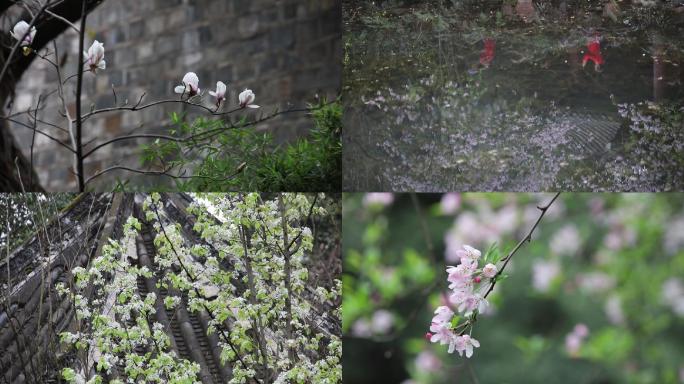 春到眉山花开三苏祠视频素材