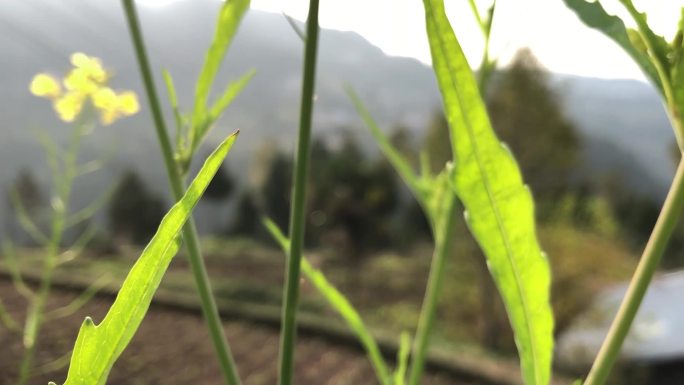 乡间油菜花实拍特写高清素材