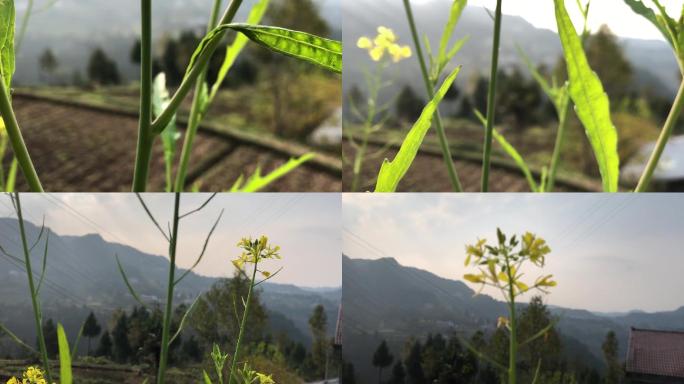 乡间油菜花实拍特写高清素材