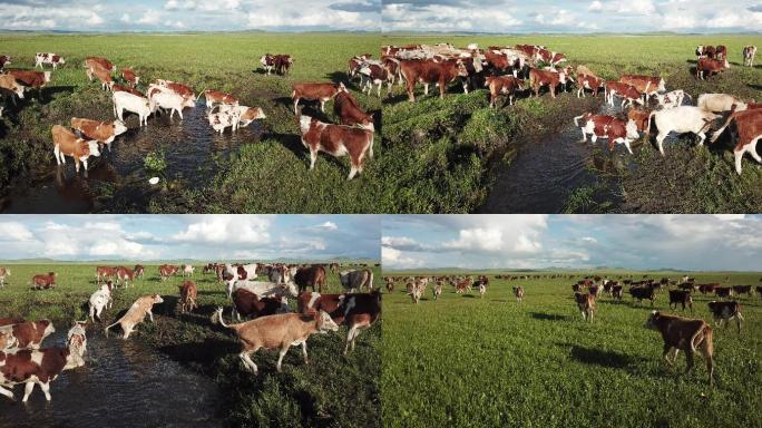 乌拉盖草原湿地牛群牧场航拍