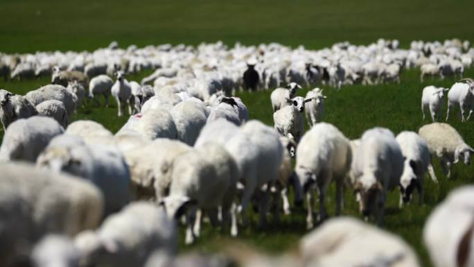 乌拉盖草原羊群放羊航拍