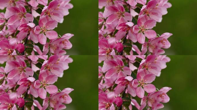 粉色樱花春天采蜜踏青风景大自然