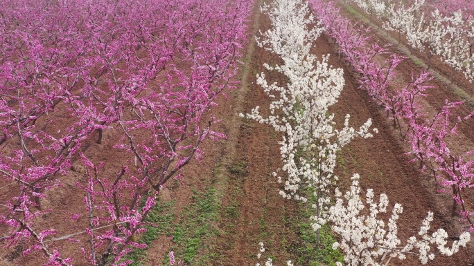 航拍的桃花与梨花6