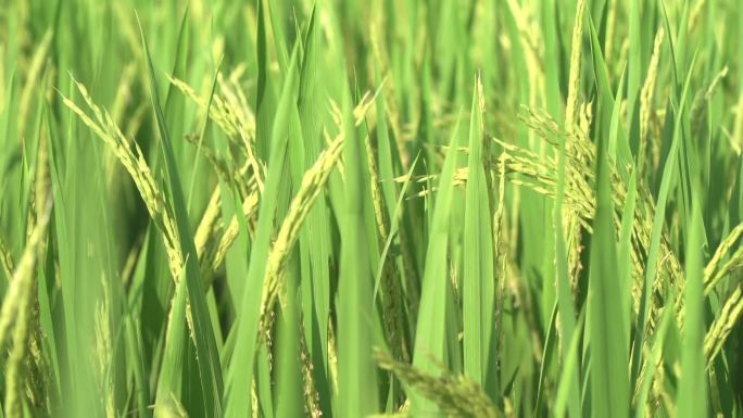丝苗米水稻，抽穗扬花期，灌浆期特写
