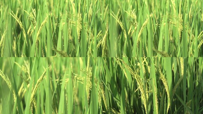 丝苗米水稻，抽穗扬花期，灌浆期特写