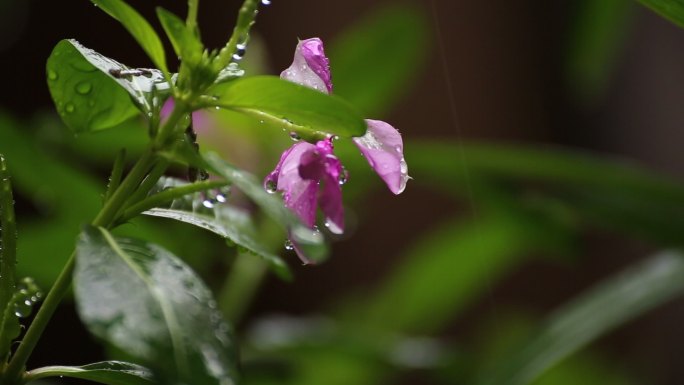 雨季的花朵