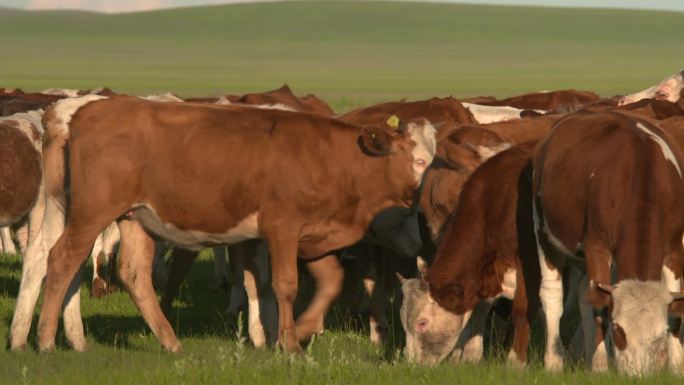 乌拉盖草原牛群牧场