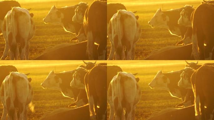 乌拉盖草原夕阳牛群