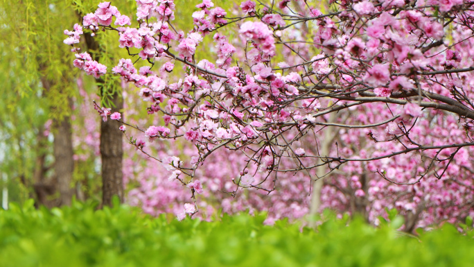 【春天】公园花朵丁香海棠紫荆碧桃4K实拍